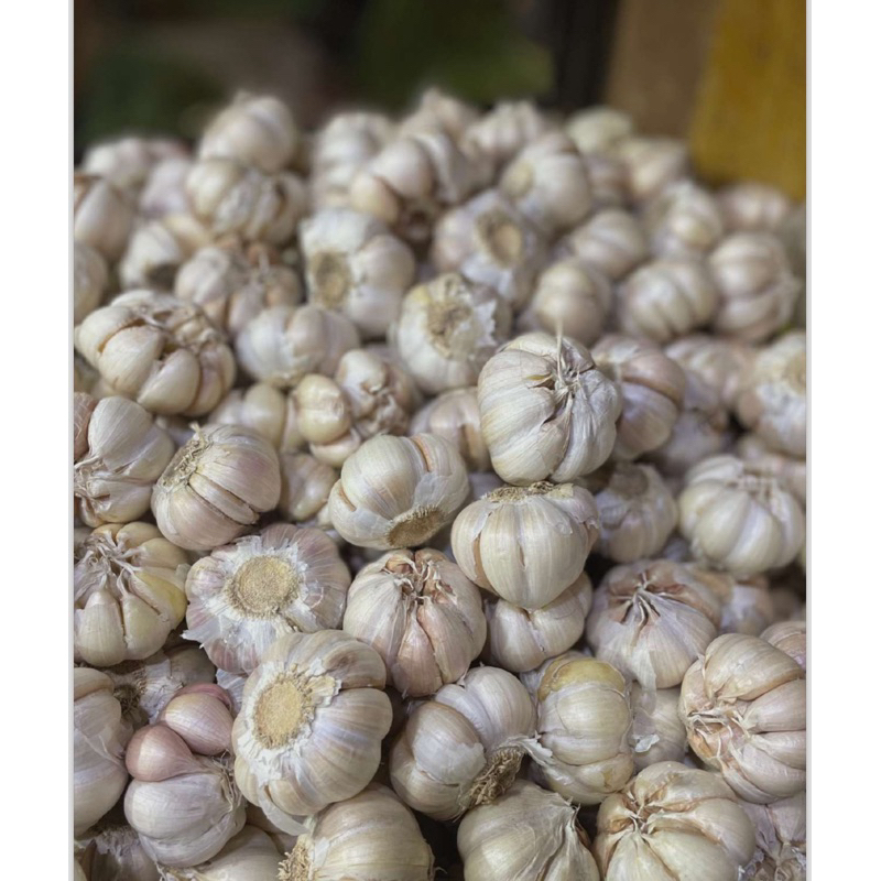 

bawang putih honan