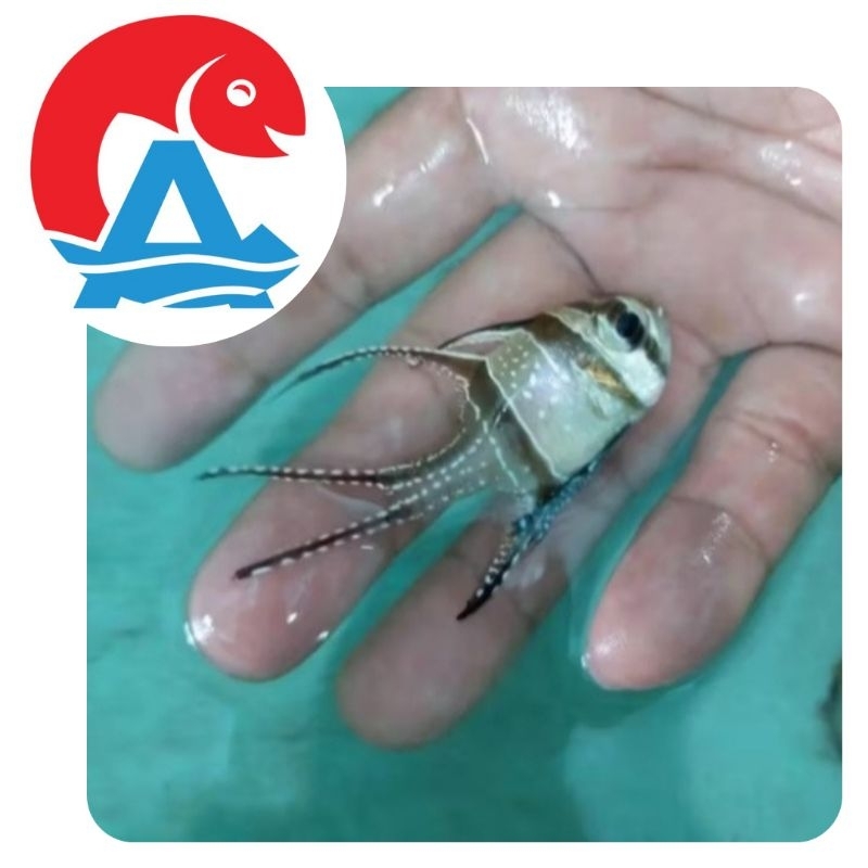 Ikan Hias Laut Capungan Ambon