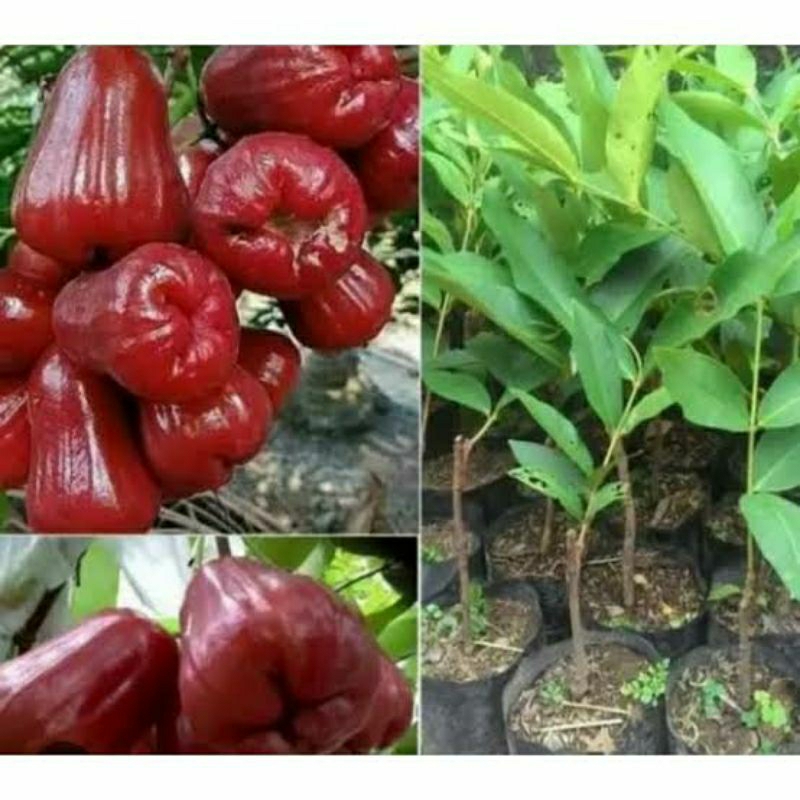 Bibit jambu citra super manis jambu citra jumbo cepat berbuah bibit jambu air madu jambu air citra m