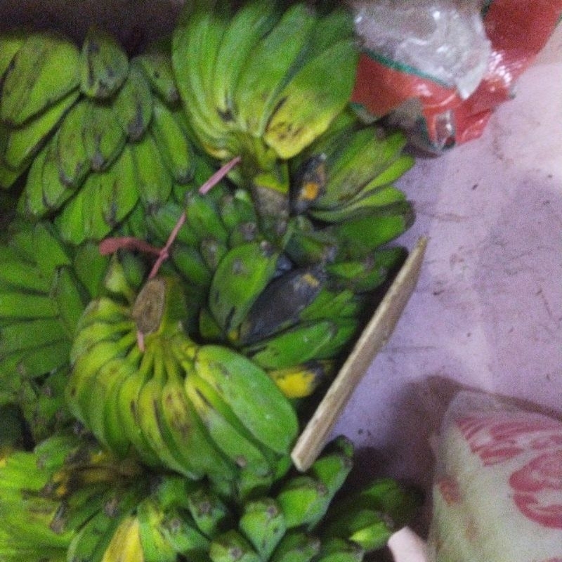 

PISANG KEPOK PUTIH JUMBO UNTUK BURUNG
