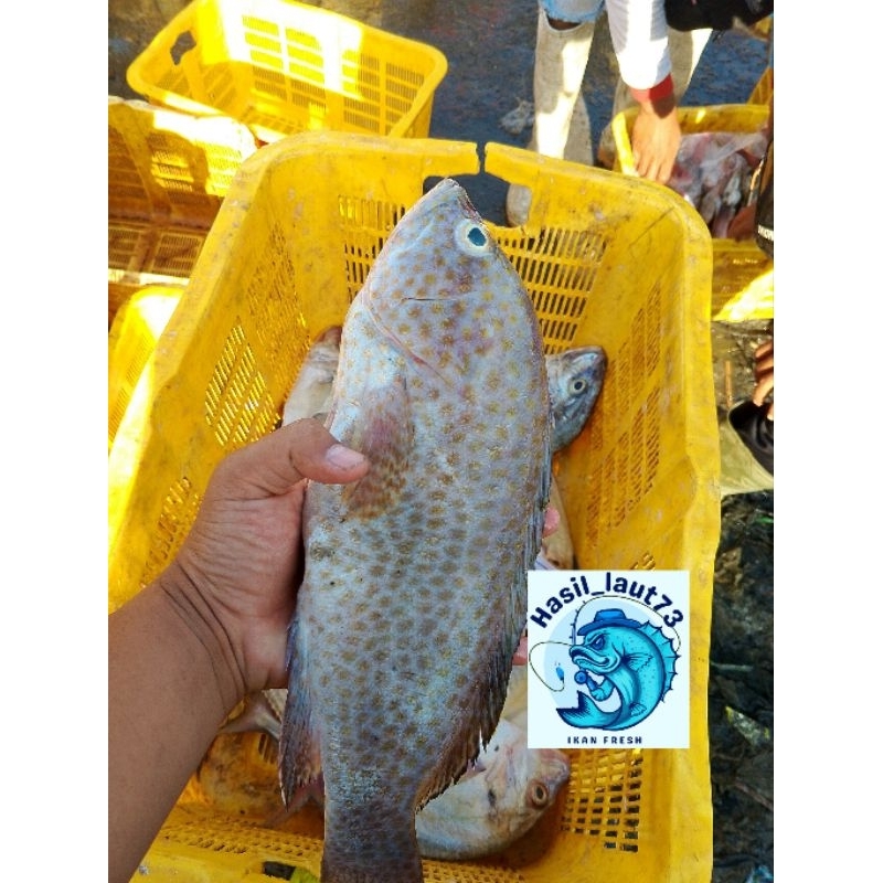 

Ikan Kerapu Segar fresh 1kg isi (2-3) / 1kg isi (3-4)