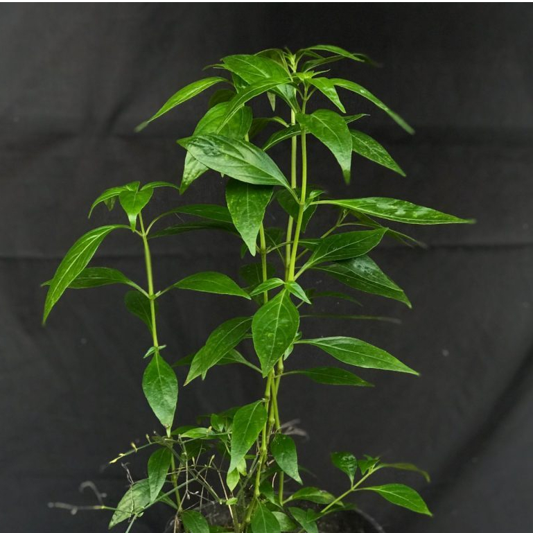 

Sambiroto Sambiloto Herbal Di Cabut Dengan Akarnya