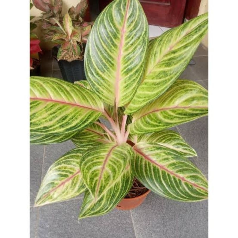 (New) Aglonema Caribian - Warna Estetik - Langka - Bisa COD