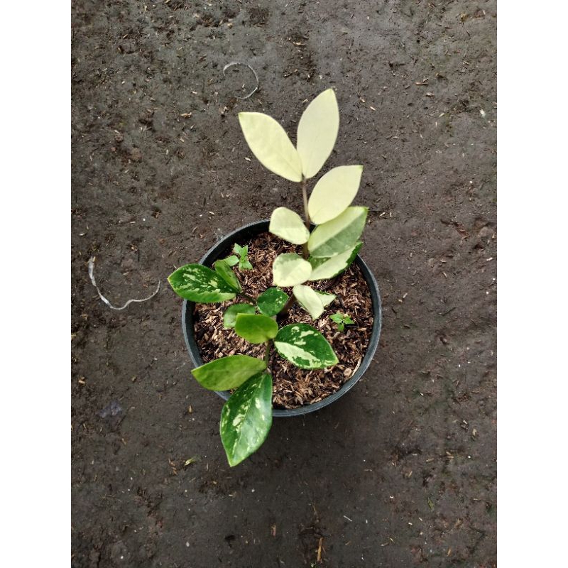 zamia variegata ekonomis