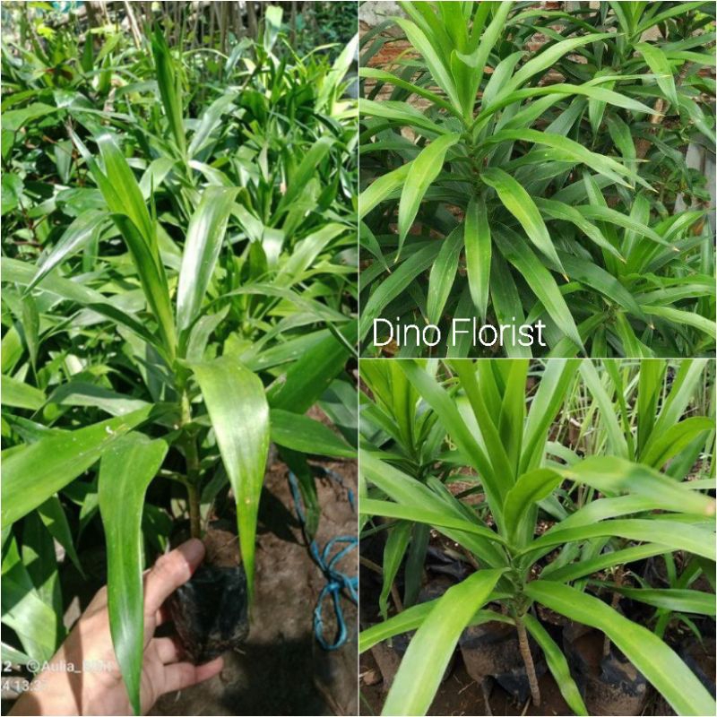 Tanaman Pohon Pandan Suji / Tanaman Daun Pandan - Suji Hijau