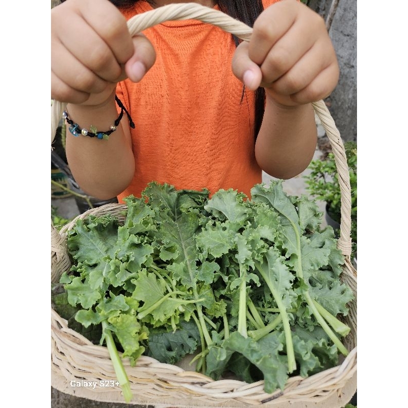 

DAUN KALE FRESH LANGSUNG PETIK