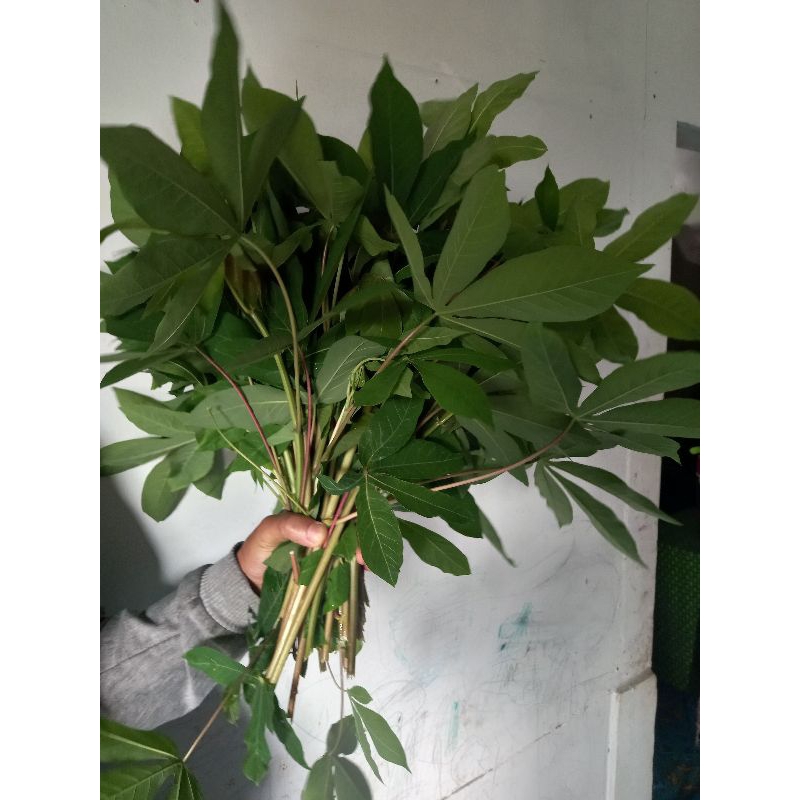 

1 ikat pucuk daun singkong