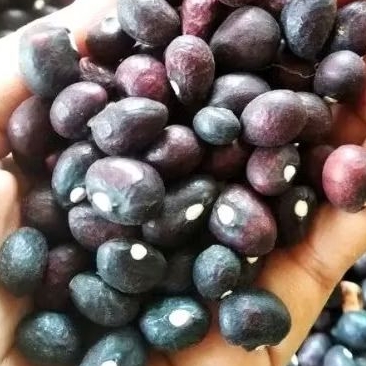

100 biji benih kacang bogor / kacang banten