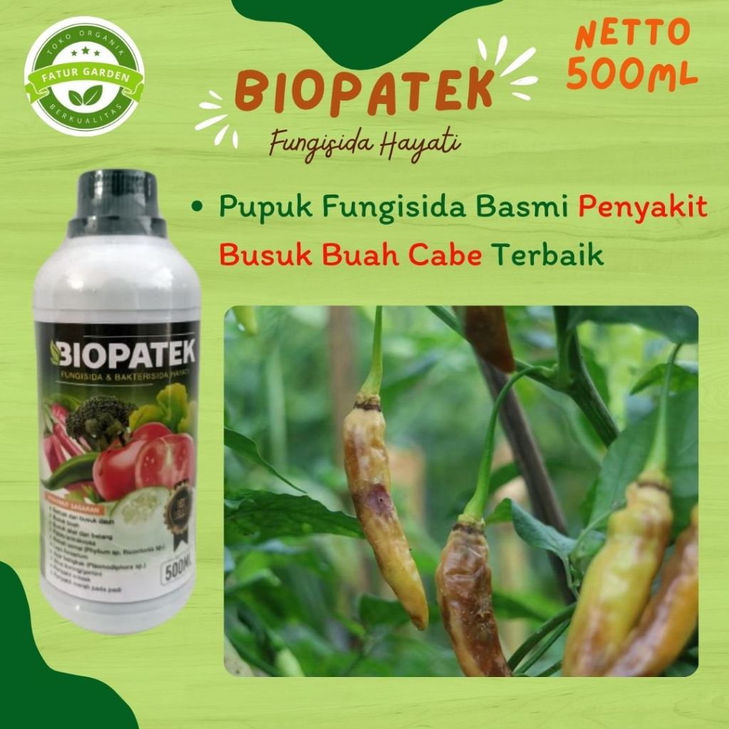 Termurah obat racun busuk cabe terbaik - BIOPATEK - Obat semprot busuk buah pada cabe termanjur