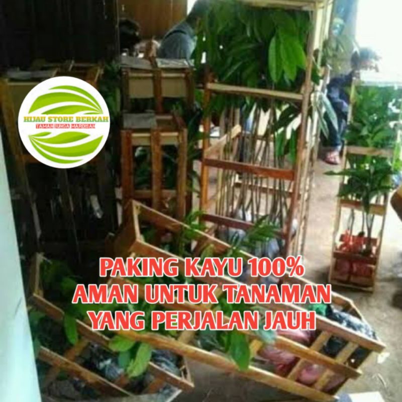 

PAKING KAYU AMAN UNTUK SEGALA TANAMAN kirim jauh