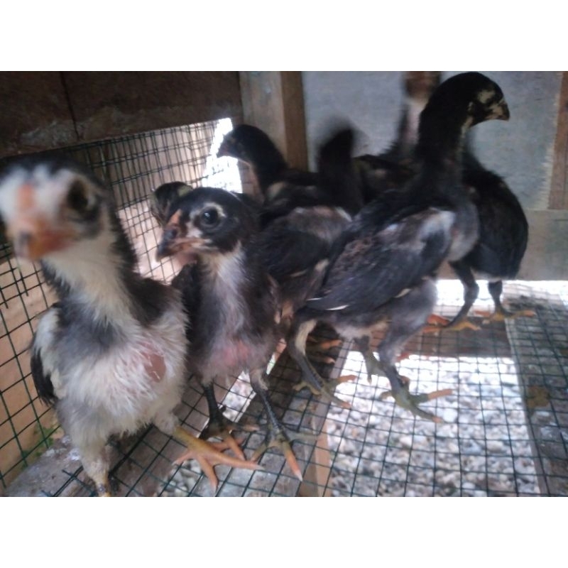DOC AYAM KAMPUNG BANGKOK BK UMUR 1 BULAN/ANAK KAMPUNG BANGKOK BK/DOC AYAM KAMPUNG BANGKOK BK/ANAK AY