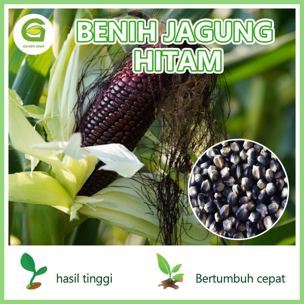 Benih Jagung Hitam | Jagung Ketan Hitam AYOTANAM