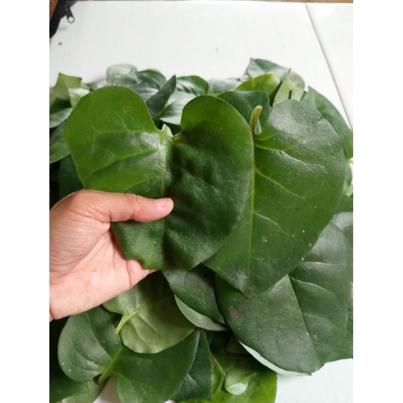 

daun binahong hijau segar 400g