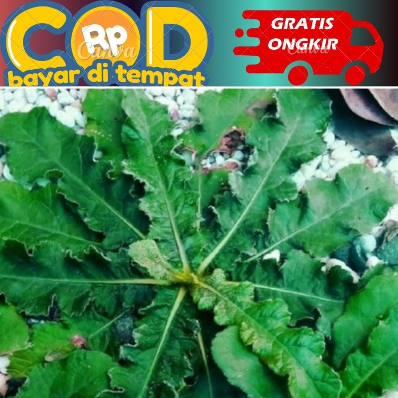 

daun tapak Liman segar di petik saat di pesan harga perlembar