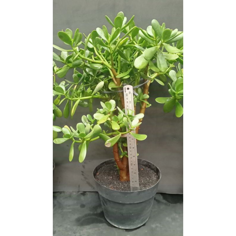 Sukulen Jade Plant  Bonsai Jumbo