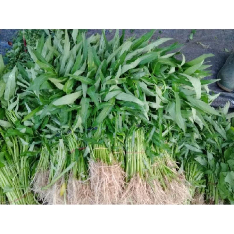 

Sayur Kangkung 1 ikat