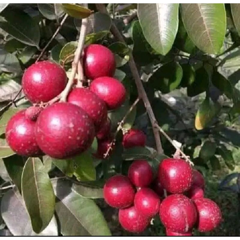 indukan kelengkeng merah batang besar