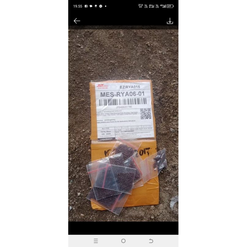 250 BENIH BIBIT SAWI PAHIT LOTUS CAP KAPAL TRBANG