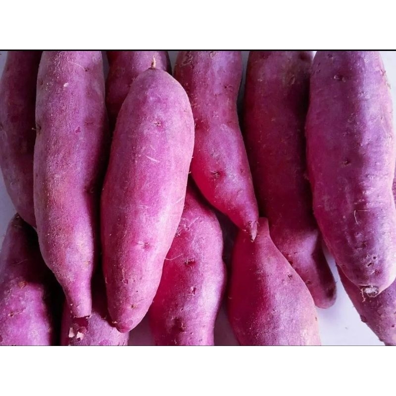 

UBI UNGU SUPER FRESH BERSIH