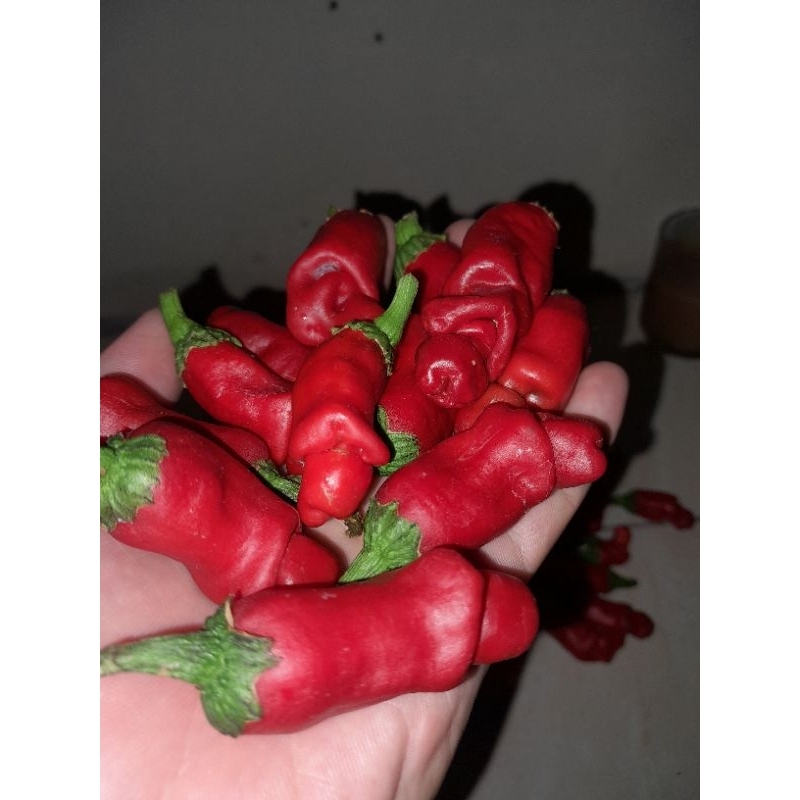 

cabai peter | Peter pepper| cabai pusaka | Cabai cabai unik | Cabai mirip kelamin | 1 Buah