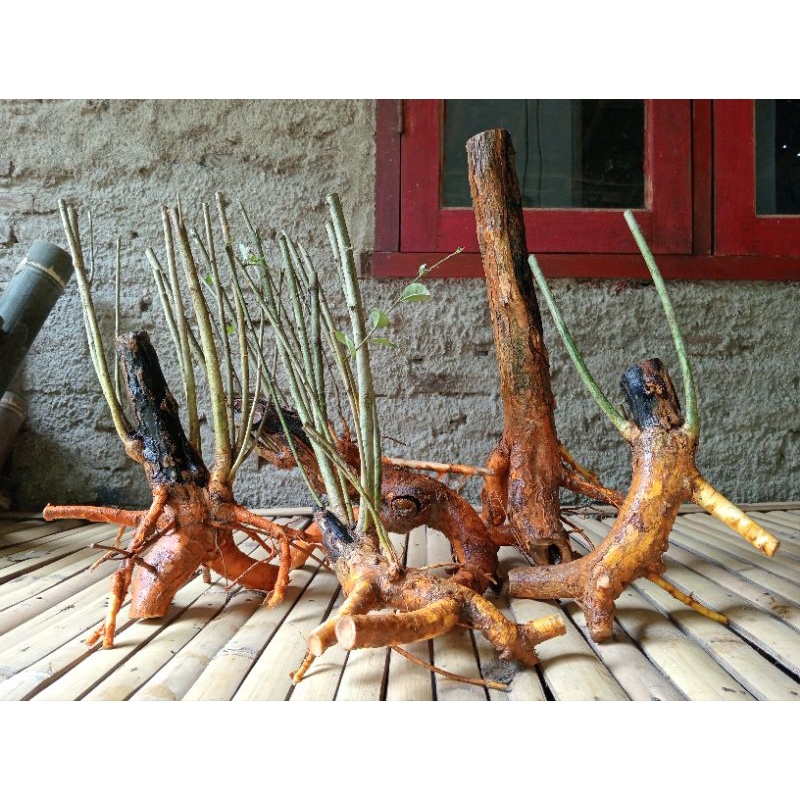 Bahan bonsai sisir/kaliage dari dongkelan