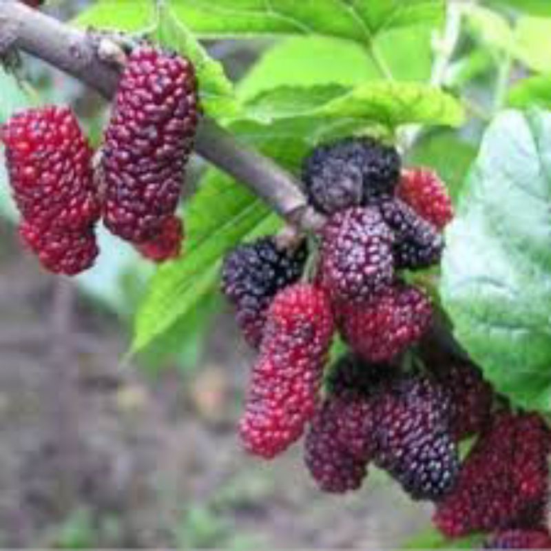 

bibit murbey berbuah