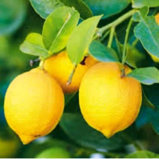 

bibit lemon berbuah