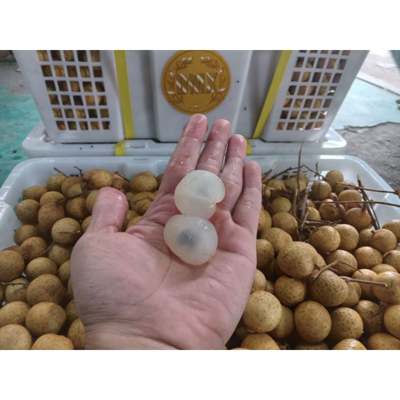 

LENGKENG BANGKOK GOLD (JUMBO) 11kg.