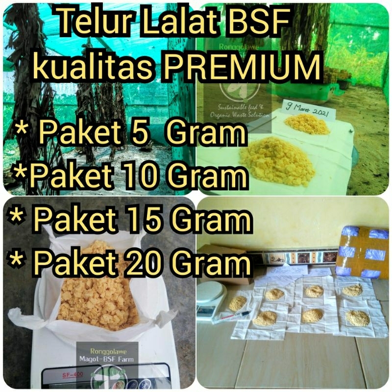 

Telur lalat BSF kualitas PREMIUM