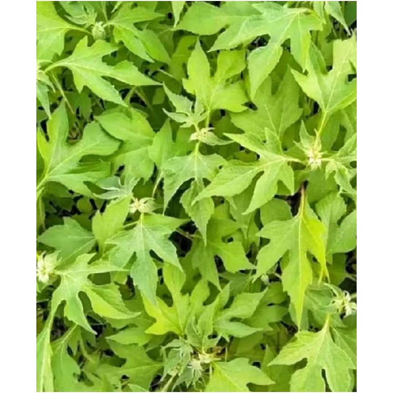 

Daun insulin harga perpohon