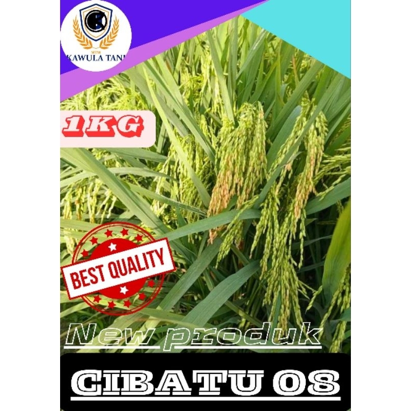 BENIH PADI CIBATU 08 TERBARU 1KG