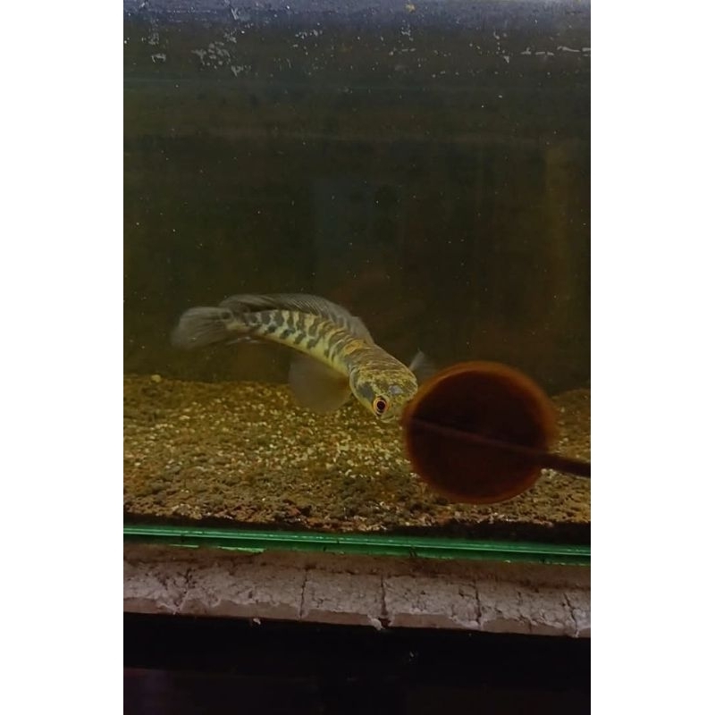 chana MARU YS bahan progres baby an