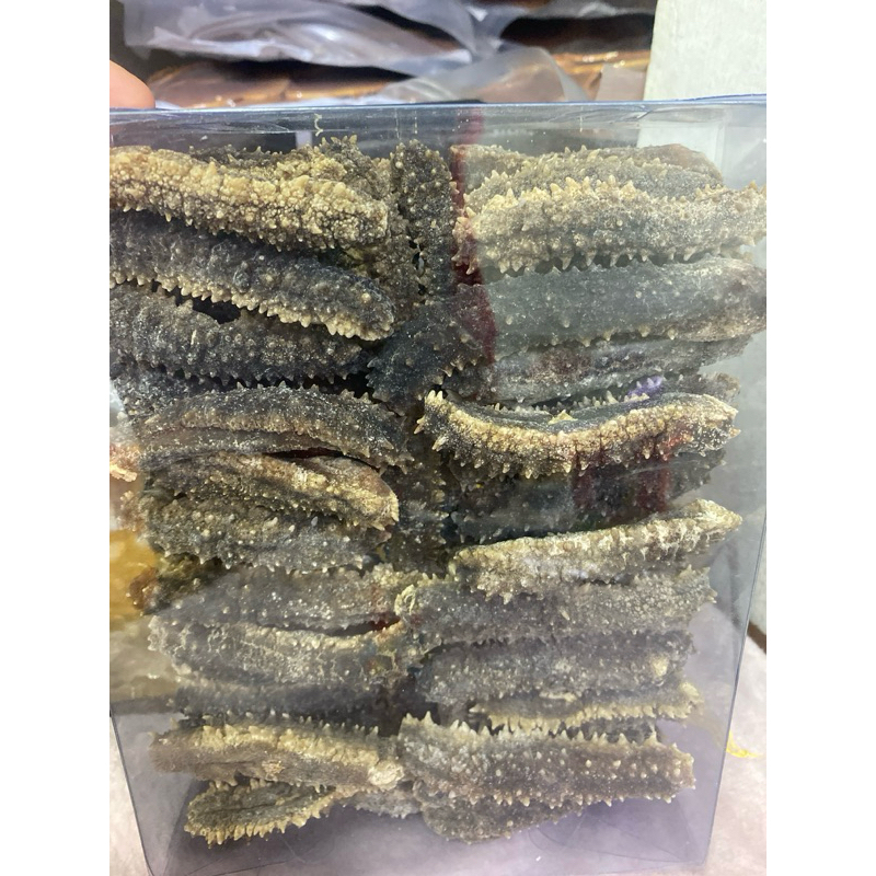 

500 gr teripang duri kering 98% 1 kg 95/100 ekor