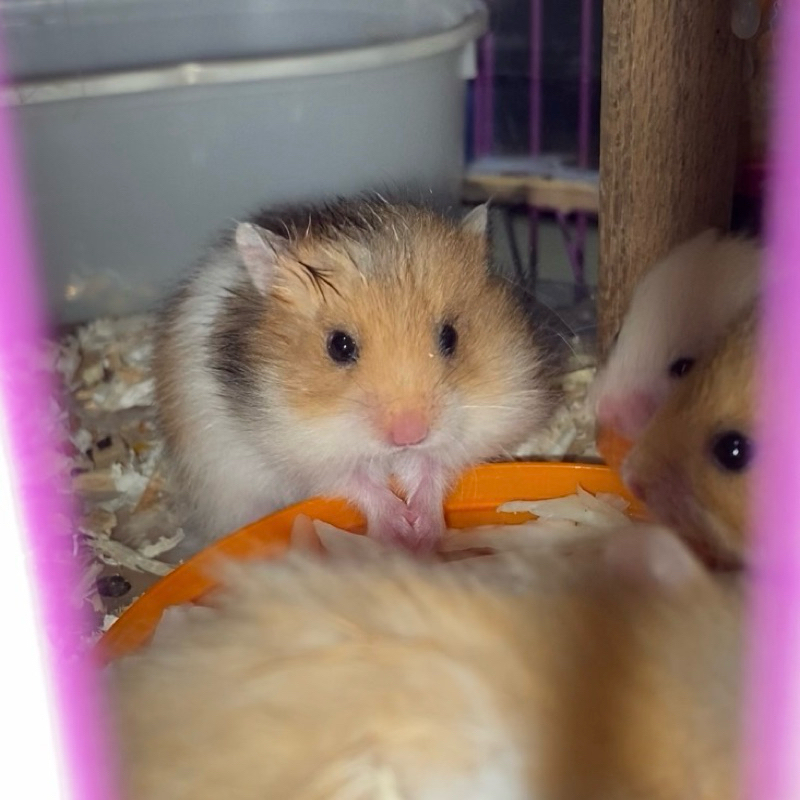 HAMSTER MURAH / HAMSTER SYRIAN / HAMSTER SURIAN / HAMSTER JINAK / HAMSTER JANTAN BETINA