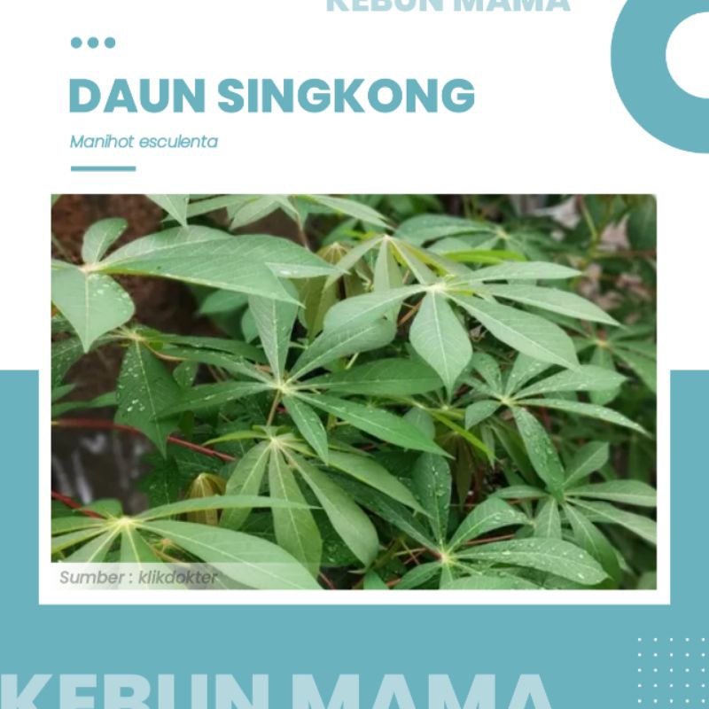

DAUN | SINGKONG | SEGAR | MANIHOT ESCULENTA | 1 IKAT