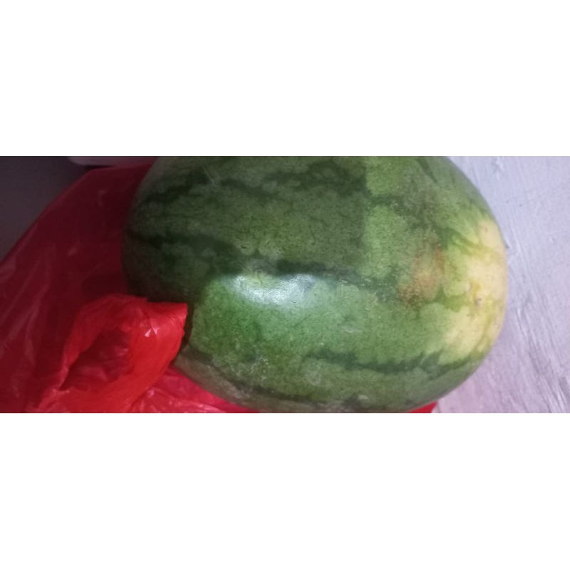 

Semangka tanpa Biji