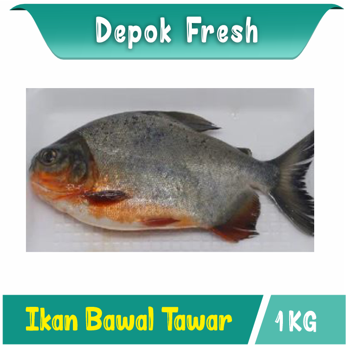 

IKAN BAWAL TAWAR PILIHAN SEGAR