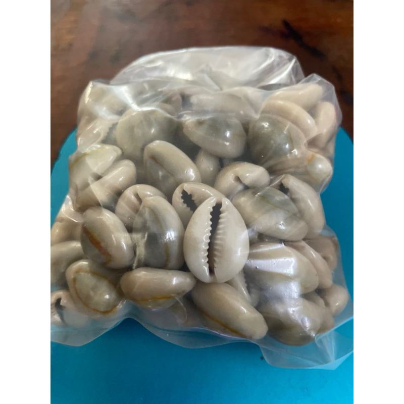 Kerang - Kuwuk 100Pcs