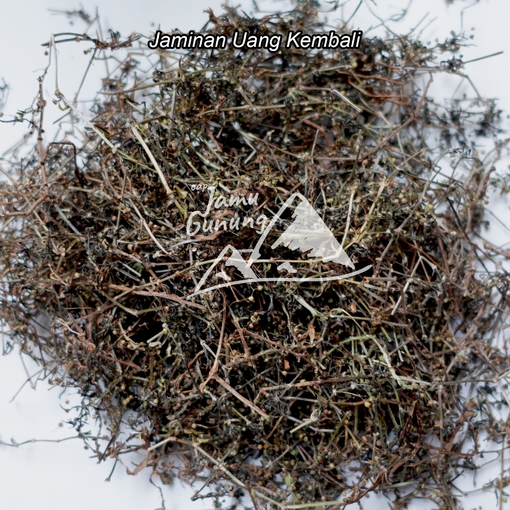 

Rumput Mutiara Kering 500gr Herbal Organik