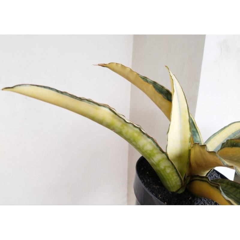 Sansevieria Dragon Jade varigata
