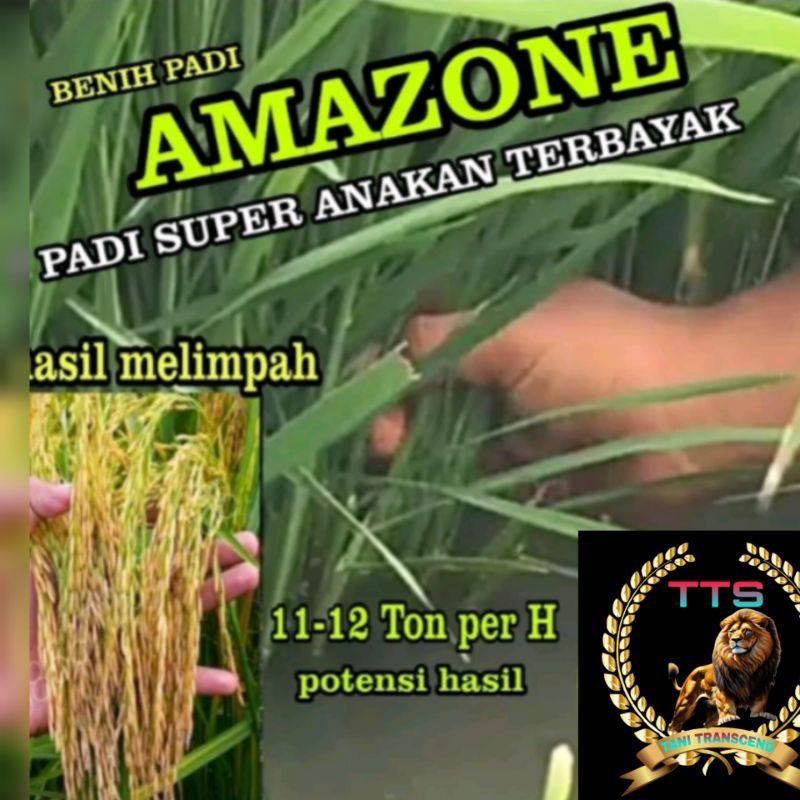 BENIH BIBIT PADI UNGGUL AMAZONE 218 KUALITAS SUPER