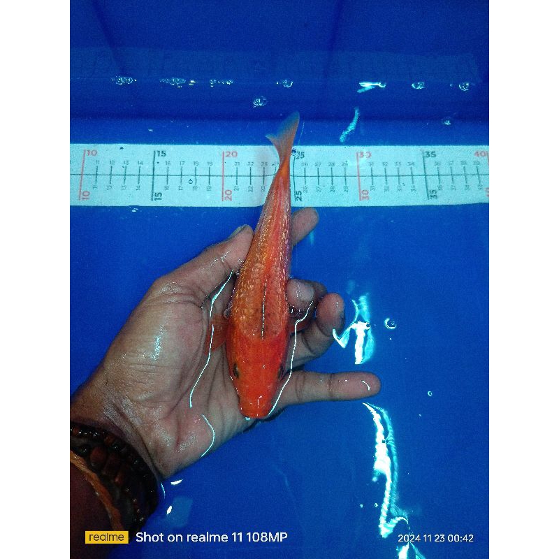 

Stiker koi chagoi ginrin 17cm