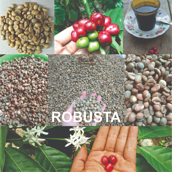 

Kopi Robusta Terbaik - Fine Robusta Sumatera - 250gr