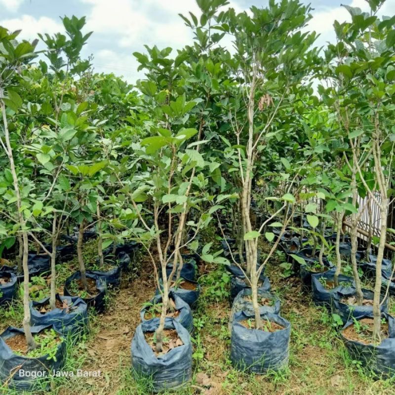 Tanaman Rambutan Rapiah//pohon Rambutan pendek sudah berbuah