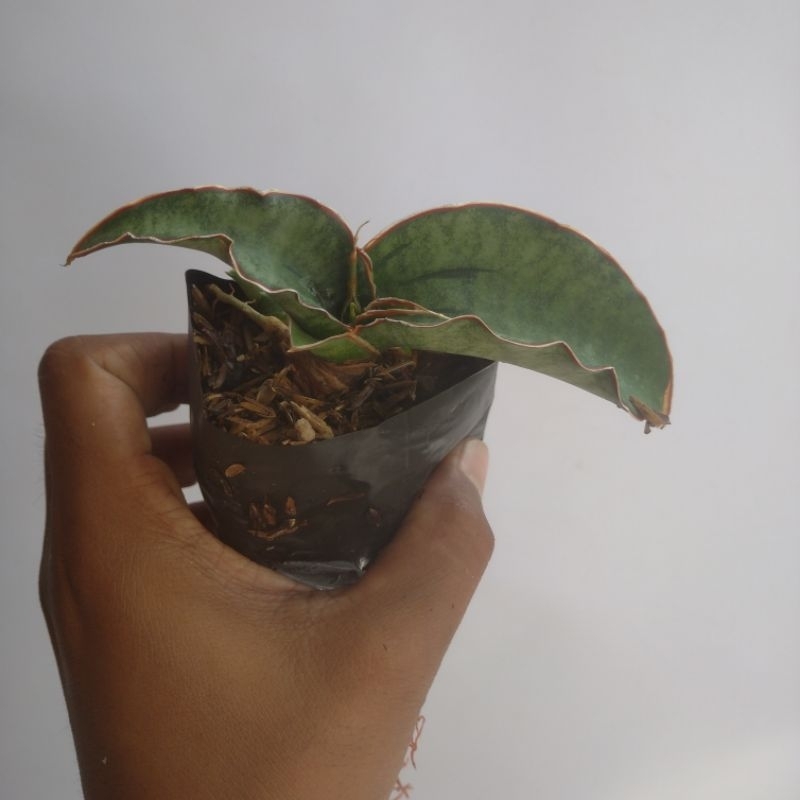 sansevieria silver blue (small)