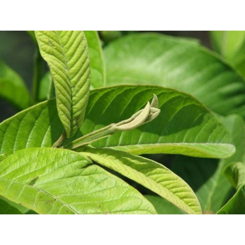 

daun jambu biji sehat buat obat herbal fresh Langkat 100 gram