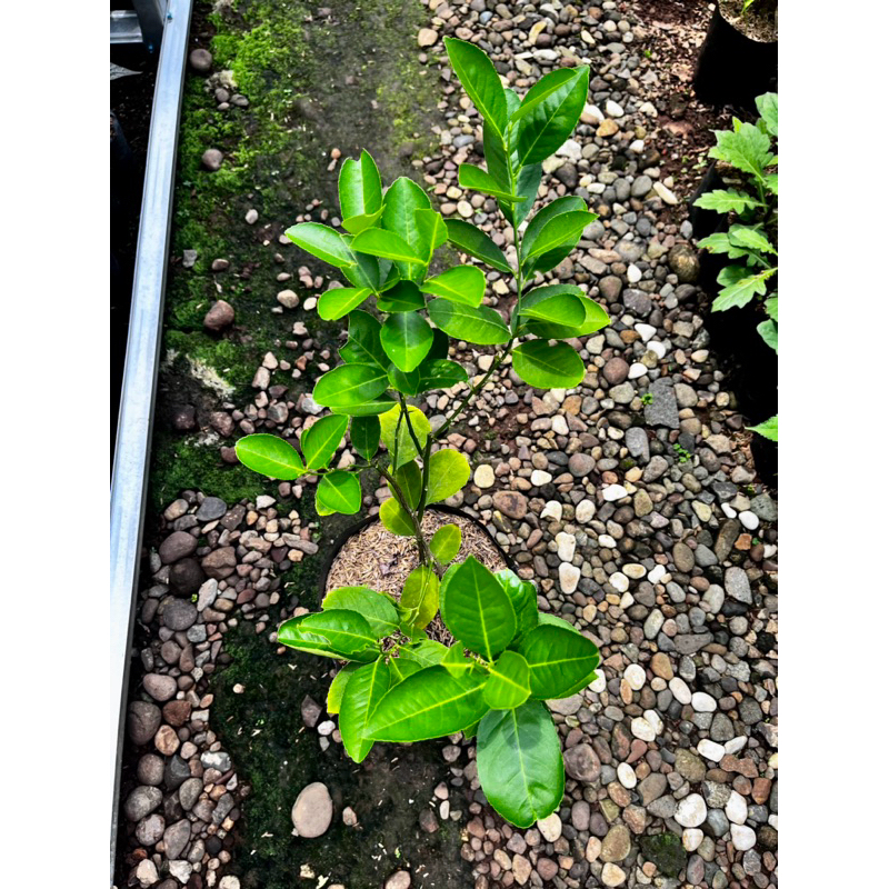 Tanaman buah lemon cangkok/stek
