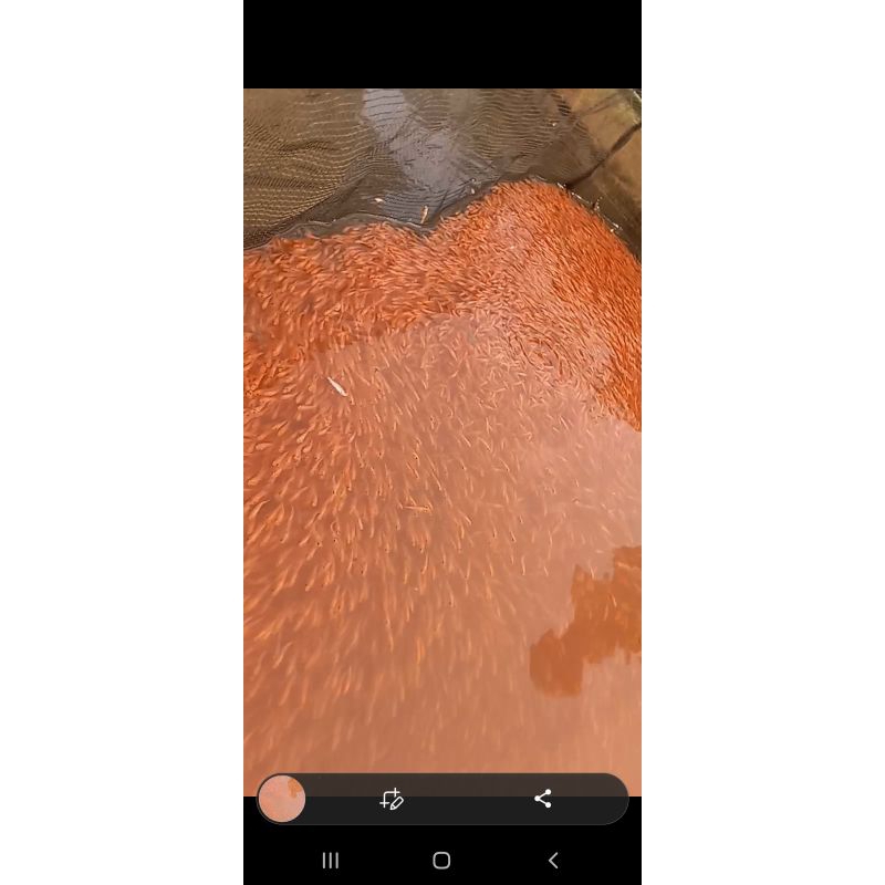 ikan terapi kaki  dan badan