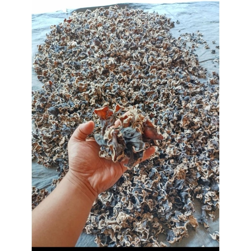 

JAMUR KUPING KERING SUPER BAGUS GRADE A TERMURAH 100 GRAM