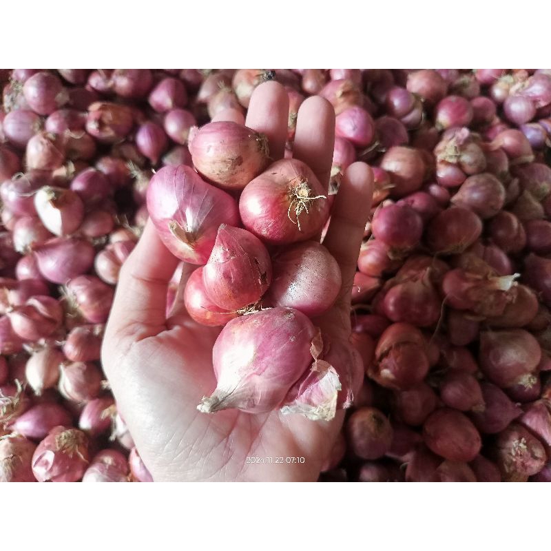 

Bawang Merah Sedang dan Besar